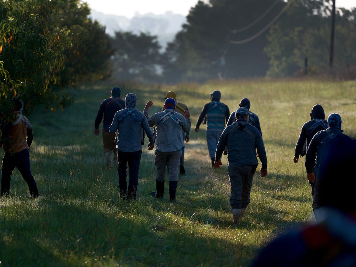 Workers prepare to pick peaches from the last crop of the season off the trees at Pearson Farm on July 24, 2023 in Fort Valley, Georgia. Photo by Joe Raedle/Getty Images