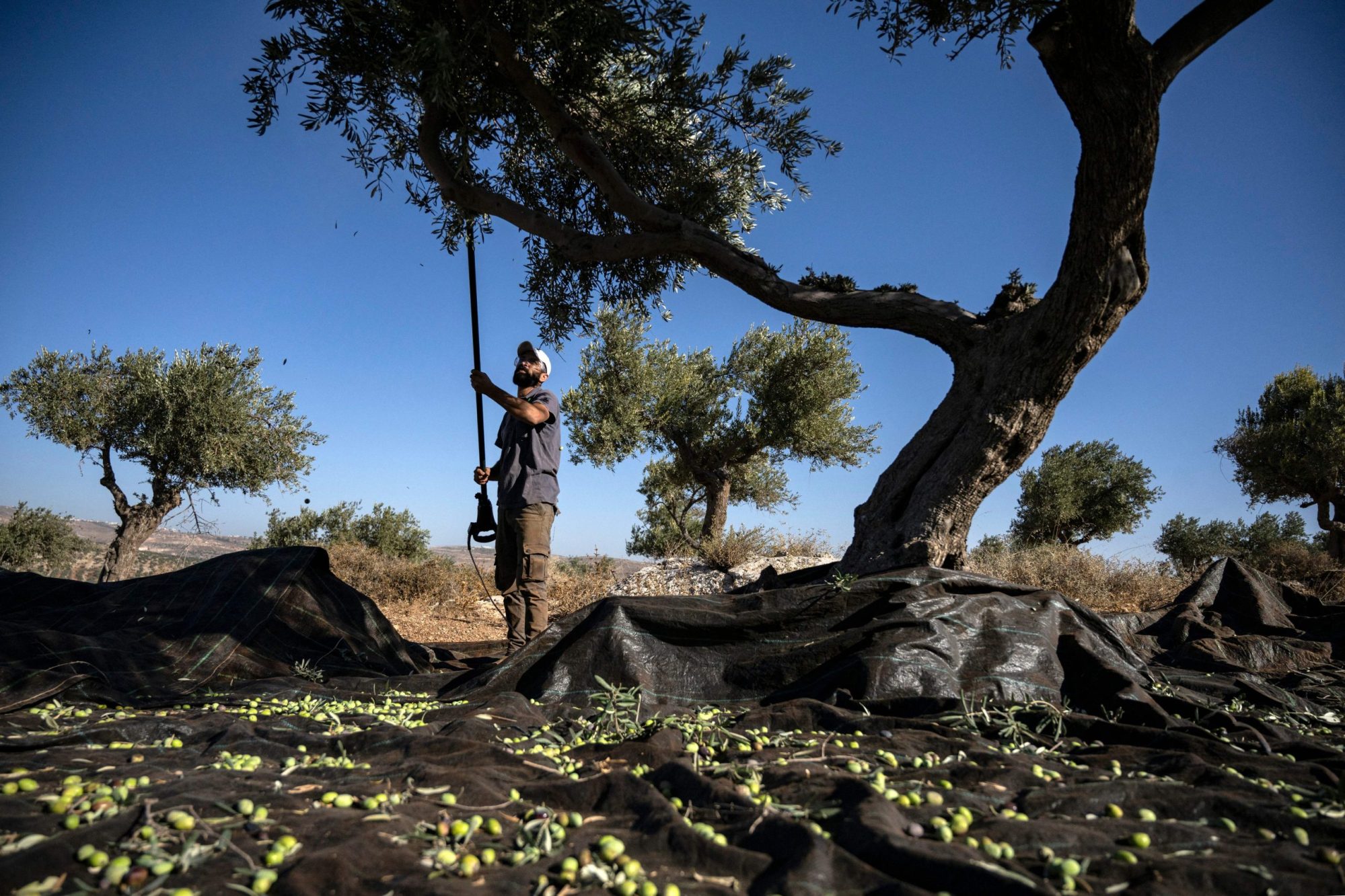 A Palestinian man shakes an olive tree during the harvest season at a grove outside Ramallah in the occupied West Bank on November 9, 2023. Photo by ARIS MESSINIS/AFP via Getty Images