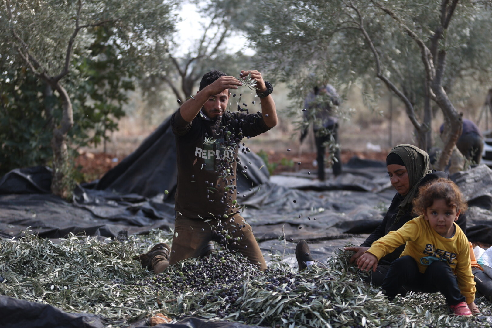 Palestinian farmers harvest olives on agriculture field at Turmus Ayya village of Ramallah, West Bank on November 18, 2023. Photo by Issam Rimawi/Anadolu via Getty Images