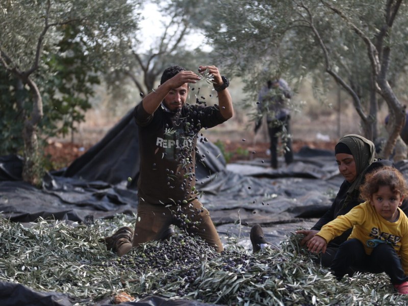 Palestinian farmers harvest olives on agriculture field at Turmus Ayya village of Ramallah, West Bank on November 18, 2023. Photo by Issam Rimawi/Anadolu via Getty Images