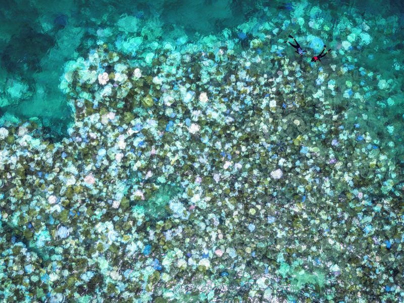 This aerial photo taken on April 5, 2024, shows tourists snorkelling above bleached and dead coral around Lizard Island on the Great Barrier Reef, located 270 kilometres (167 miles) north of the city of Cairns. Photo by DAVID GRAY/AFP via Getty Images