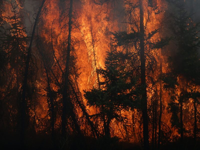 Flames engulf trees along a highway near Fort McMurray, Alberta, on May 6, 2016.Photo by COLE BURSTON/AFP via Getty Images