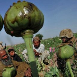 Taliban ‘Wipes Out’ Scores of Afghan Forces in Opium-Rich Helmand Bastion