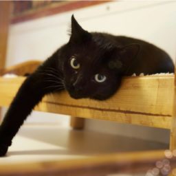 Michigan House Considers Bill to Ban Cat Declawing