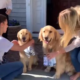 WATCH: ‘Brew Dogs’ Deliver Beer, Smiles to Brewery Customers During Pandemic
