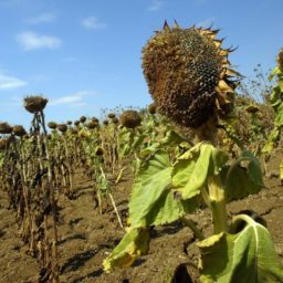 Food Crisis: German Farmers Warn of Drought-Related Crop Failure on Top of Grain, Fuel, Fertiliser Woes